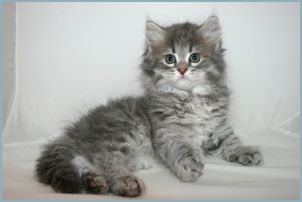 Male Siberian Kitten from Deedlebug Siberians